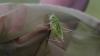 Decticus verrucivorus verrucivorus